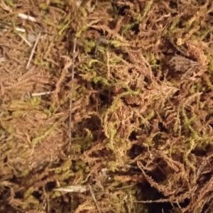 Algue marine brune séchée